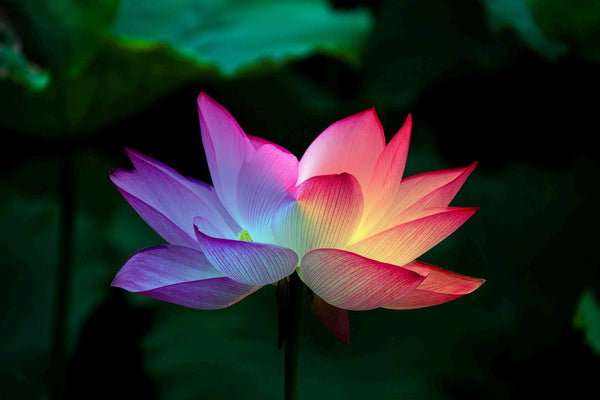 Focus sur le modèle « Les 7 Chakras »